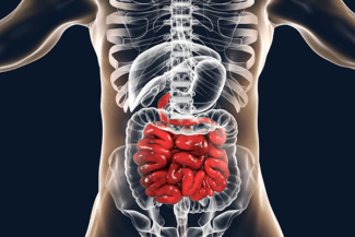 gut-anatomy The Gut: The Gateway to Good Health, by Julie Bender Sibbio, RDN